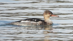 DSCN4465：ウミアイサ（オス）