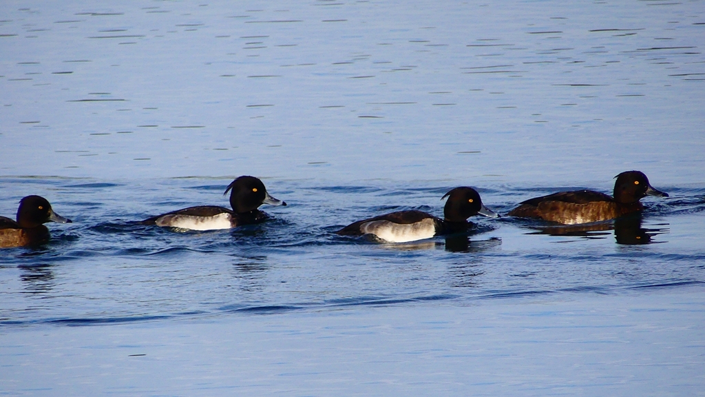 P2360545：キンクロハジロ