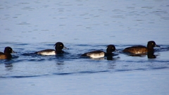 P2360545：キンクロハジロ