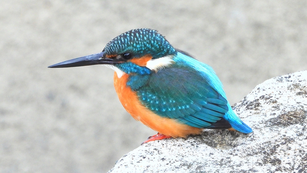 DSCN6389：カワセミ（オス）