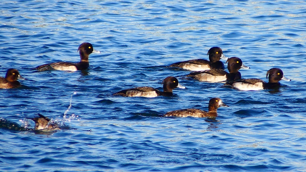 P2380150：キンクロハジロ