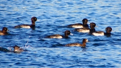 P2380150：キンクロハジロ