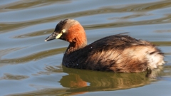 DSCN5021：カイツブリ