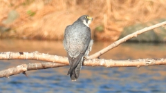 DSCN1473：ハヤブサ