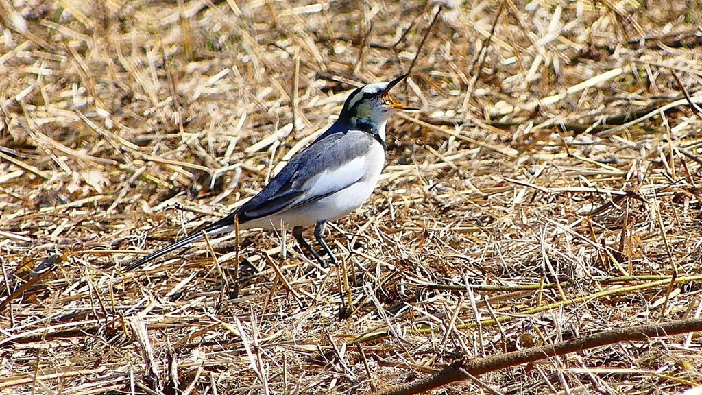 P2330426：ハクセキレイ