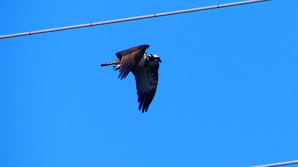 P2270467：飛ぶミサゴ