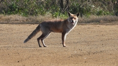 DSCN6728：キツネ