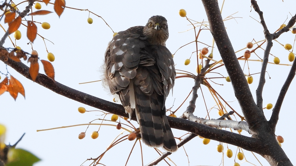 DSCN3040：ハイタカ