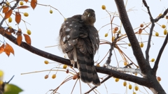 DSCN3040：ハイタカ