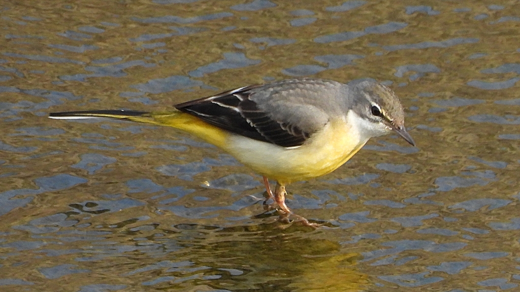 DSCN7495：キセキレイ