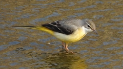 DSCN7495：キセキレイ