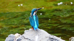 P2280311:カワセミ(オス) P2280311:カワセミ(オス)