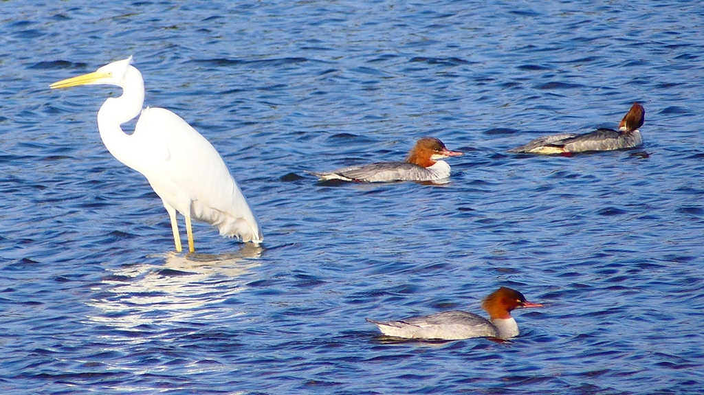 P2390052カワアイサ他