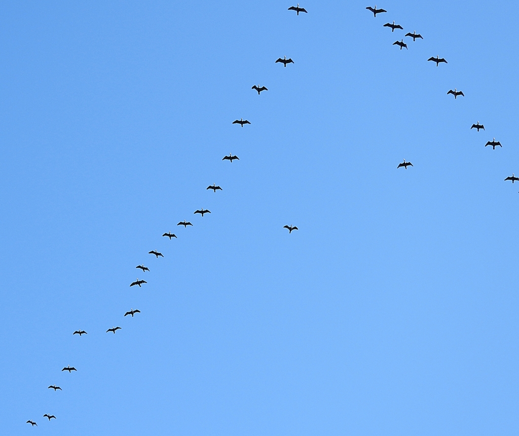 DSCN1000：飛ぶカワウ