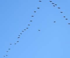 DSCN1000：飛ぶカワウ