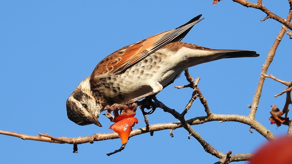 DSCN4677：ツグミ