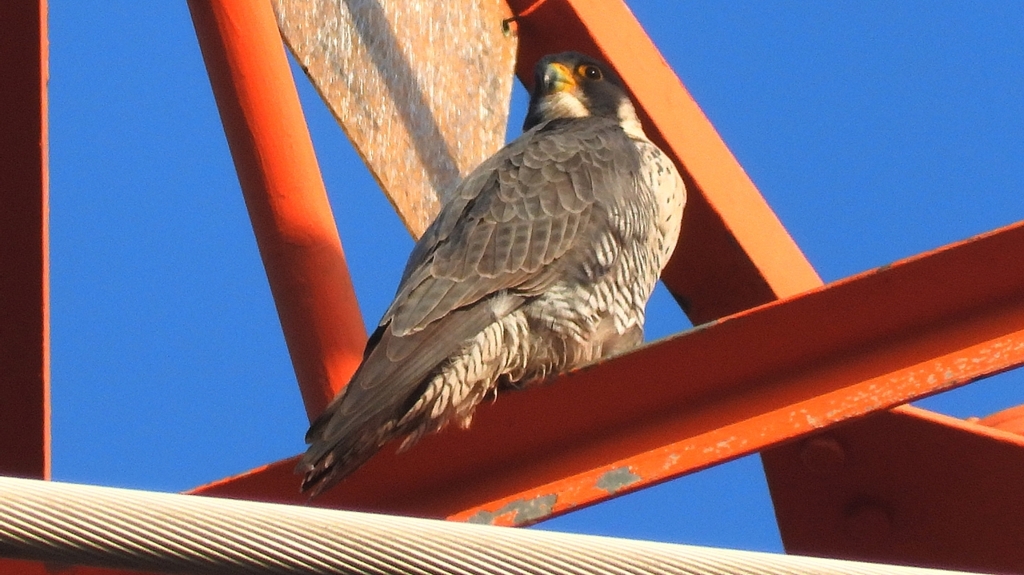 DSCN3753：ハヤブサ