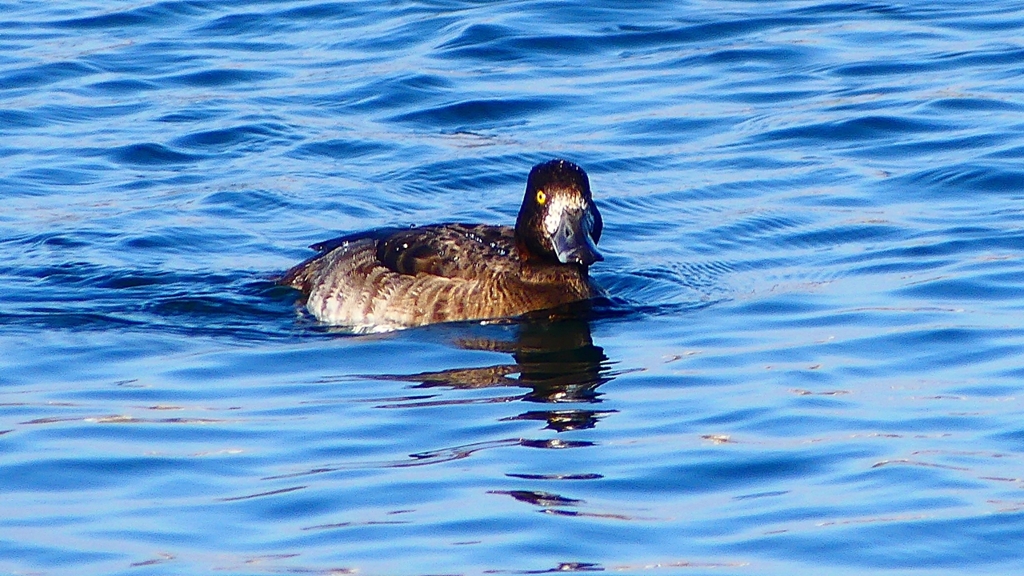 P2380304：キンクロハジロ（メス）
