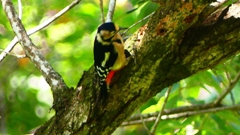 P2250466：アカゲラ（メス）