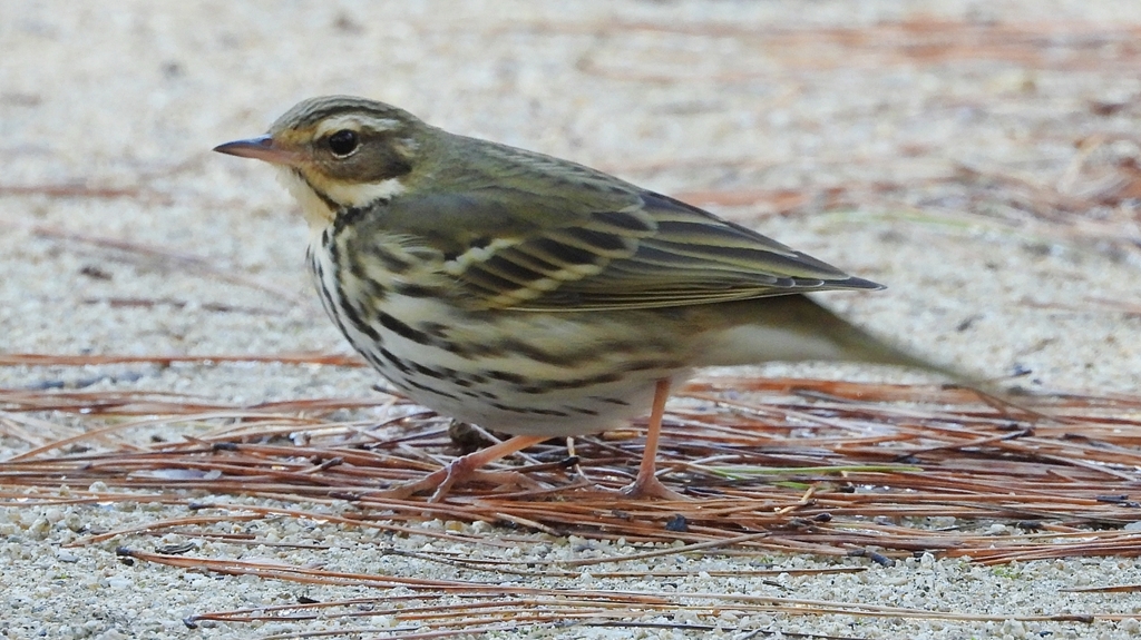 DSCN8250：ビンズイ