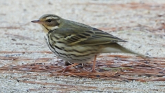 DSCN8250：ビンズイ