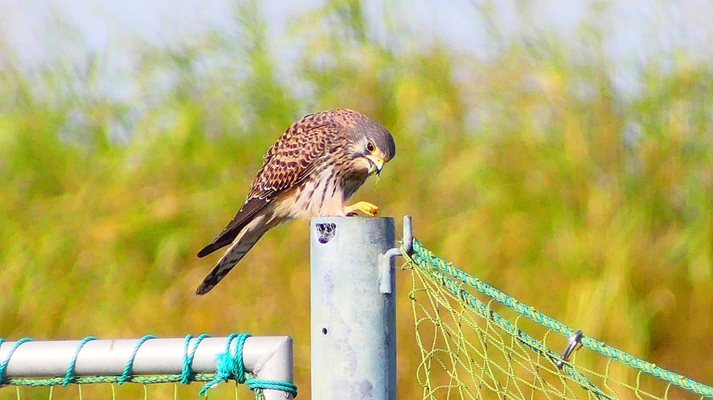 P2340319：チョウゲンボウ