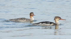 DSCN4483：ウミアイサ