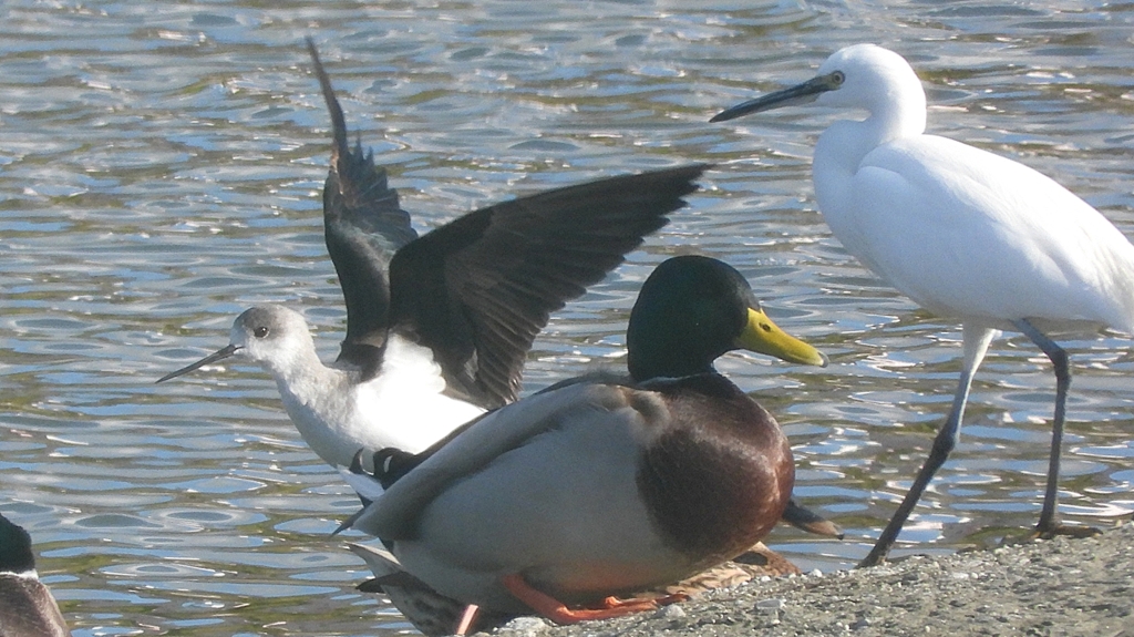 DSCN2184：セイタカシギ他