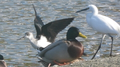 DSCN2184：セイタカシギ他