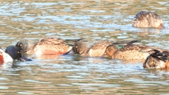 DSCN6111：ハシビロガモ