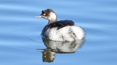 DSCN4954：ハジロカイツブリ