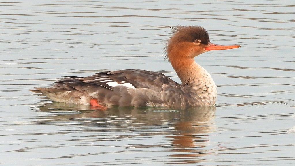 DSCN7214：ウミアイサ