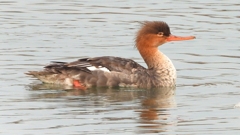 DSCN7214：ウミアイサ