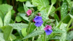 P1020407：プルモナリア