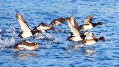 P2380165：飛ぶキンクロハジロ