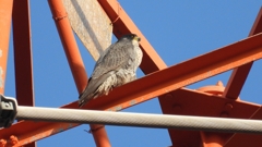 DSCN3784：ハヤブサ