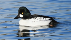 DSCN2695：ホオジロガモ（オス）