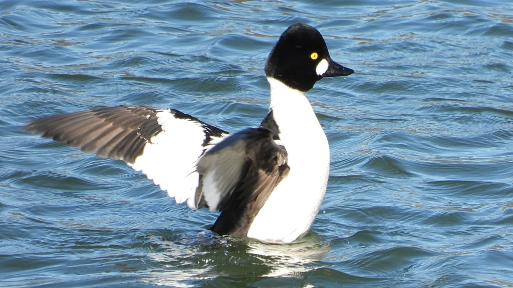 DSCN5585：ホオジロガモ（オス）