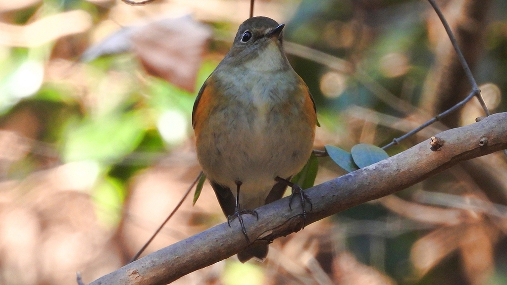 DSCN8092：ルリビタキ（メスタイプ）