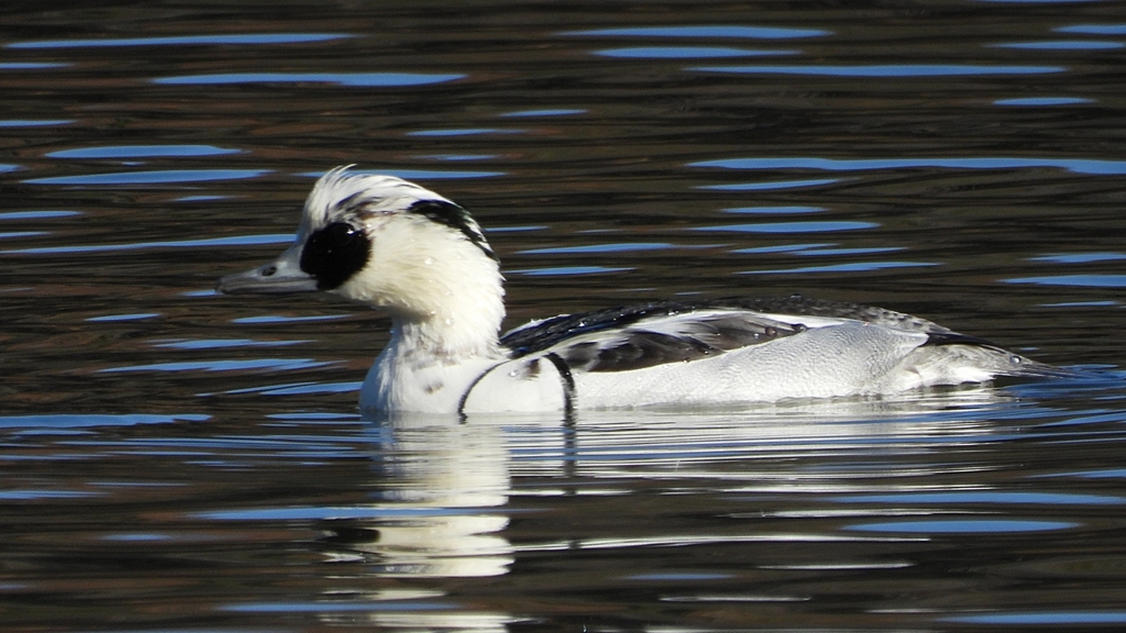 DSCN4874：ミコアイサ（オス）