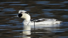 DSCN4874：ミコアイサ（オス）