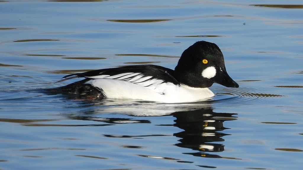 DSCN2804：ホオジロガモ（オス）