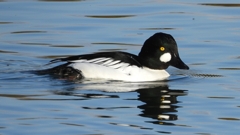 DSCN2804：ホオジロガモ（オス）