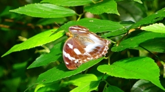 P2260473：メスグロヒョウモン