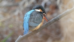 DSCN7923：カワセミ（メス）