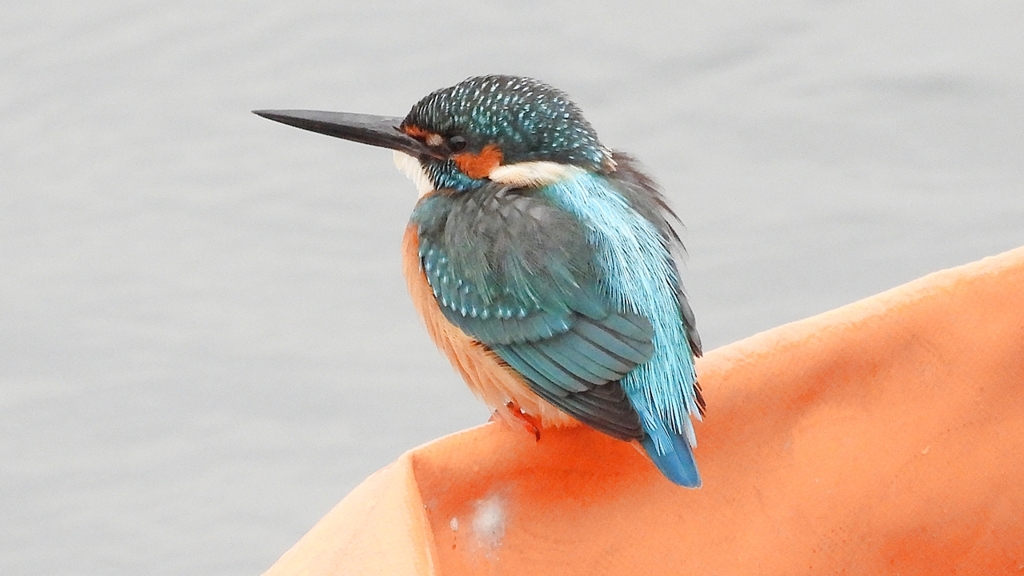 DSCN3399：カワセミ（オス）