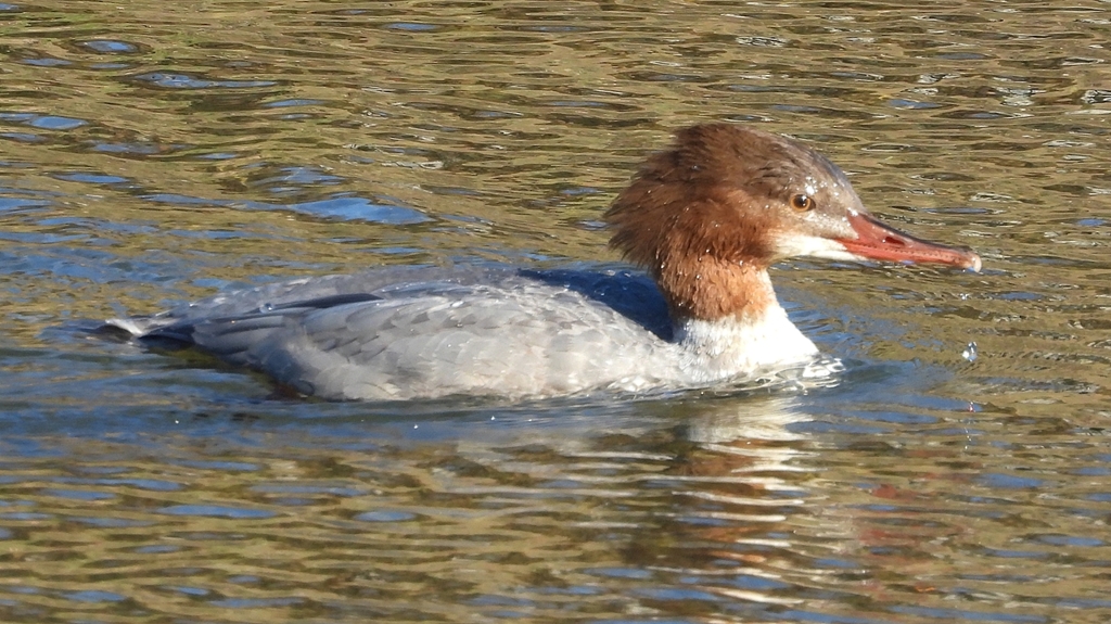 DSCN2026：カワアイサ（メス）