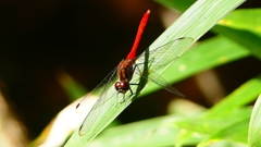 P2250745：マユタテアカネ（オス）