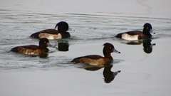 P2350444：キンクロハジロ