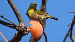 DSCN8738：メジロ